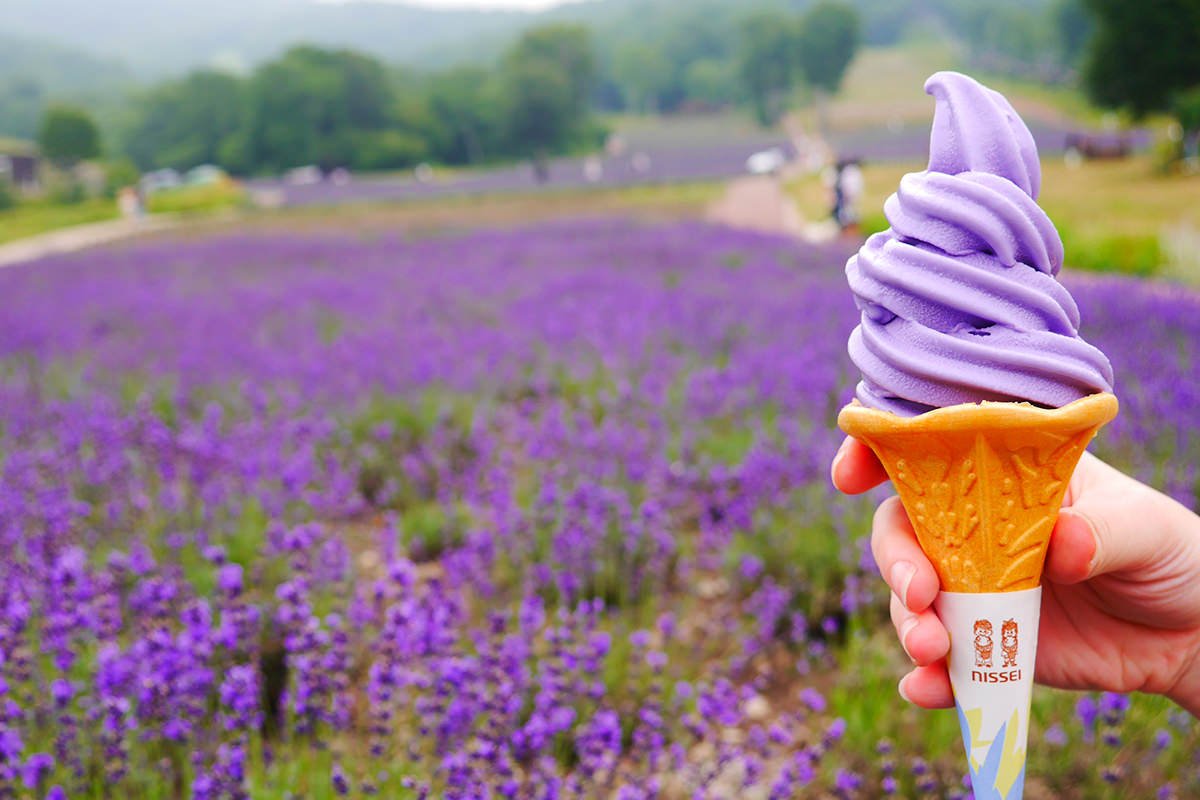🌸 탄바라 라벤더 파크 이미지 5